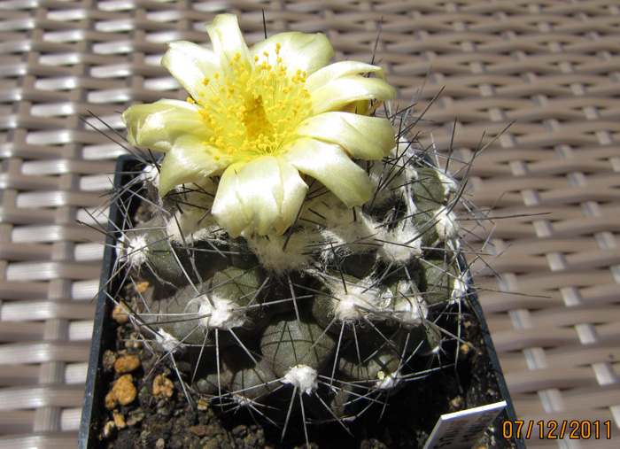 Copiapoa humilis